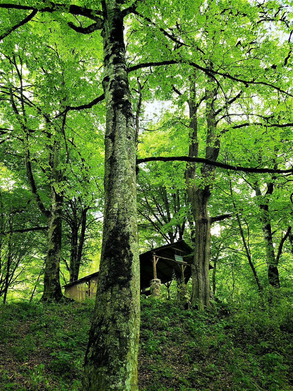 green trees during daytime