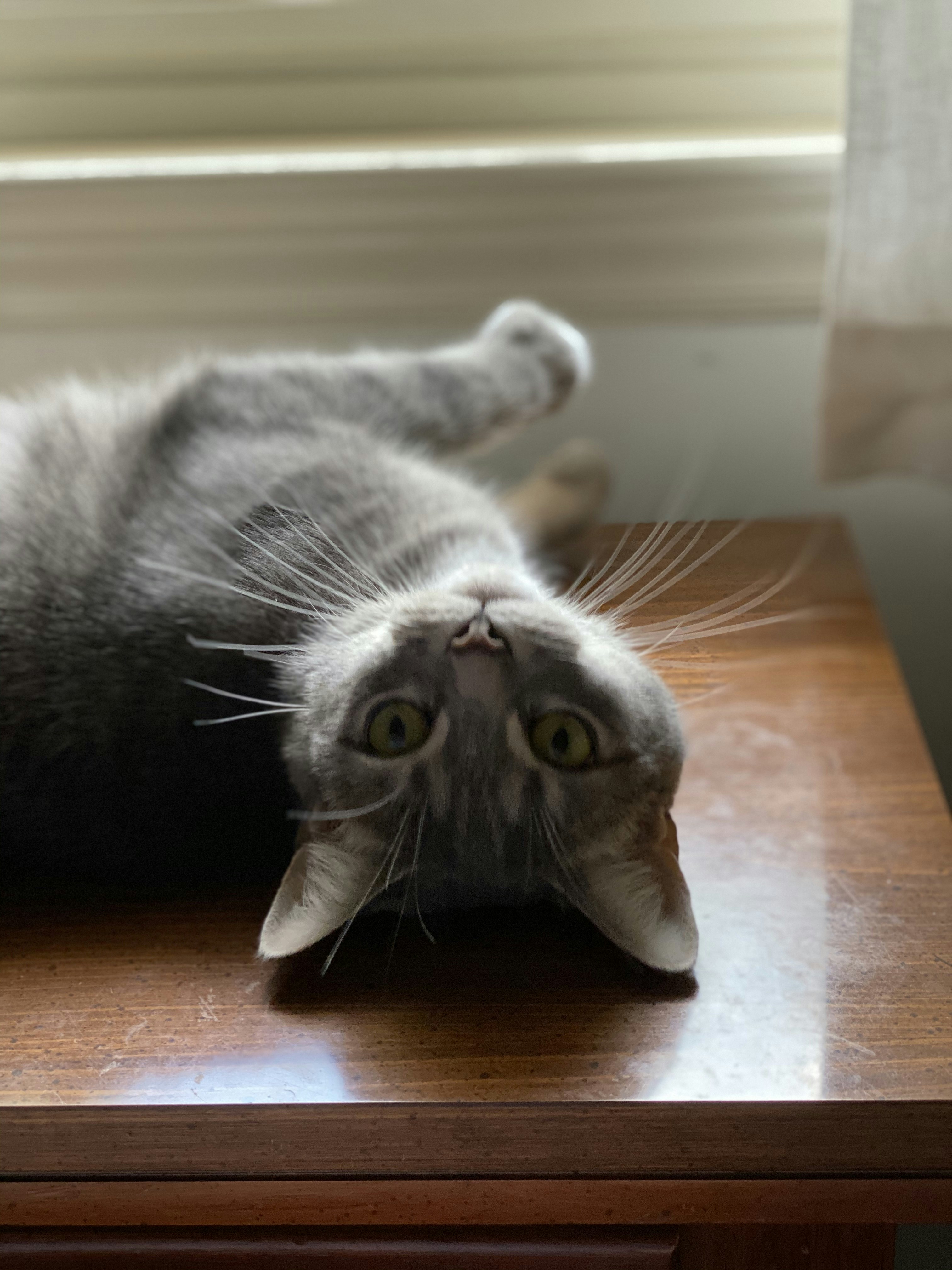 Deodorant do mačacej toalety