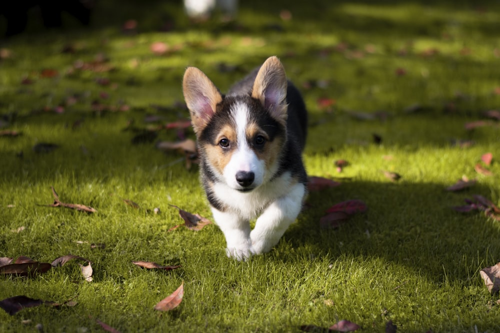 tricolor corgi