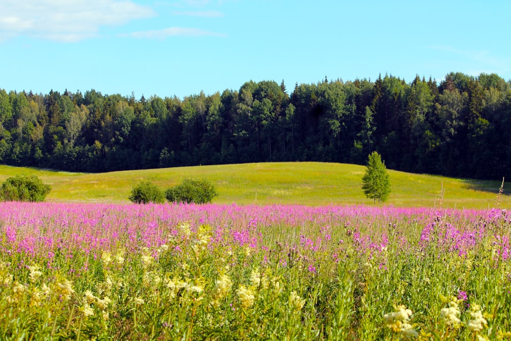 purple flowers during daytime