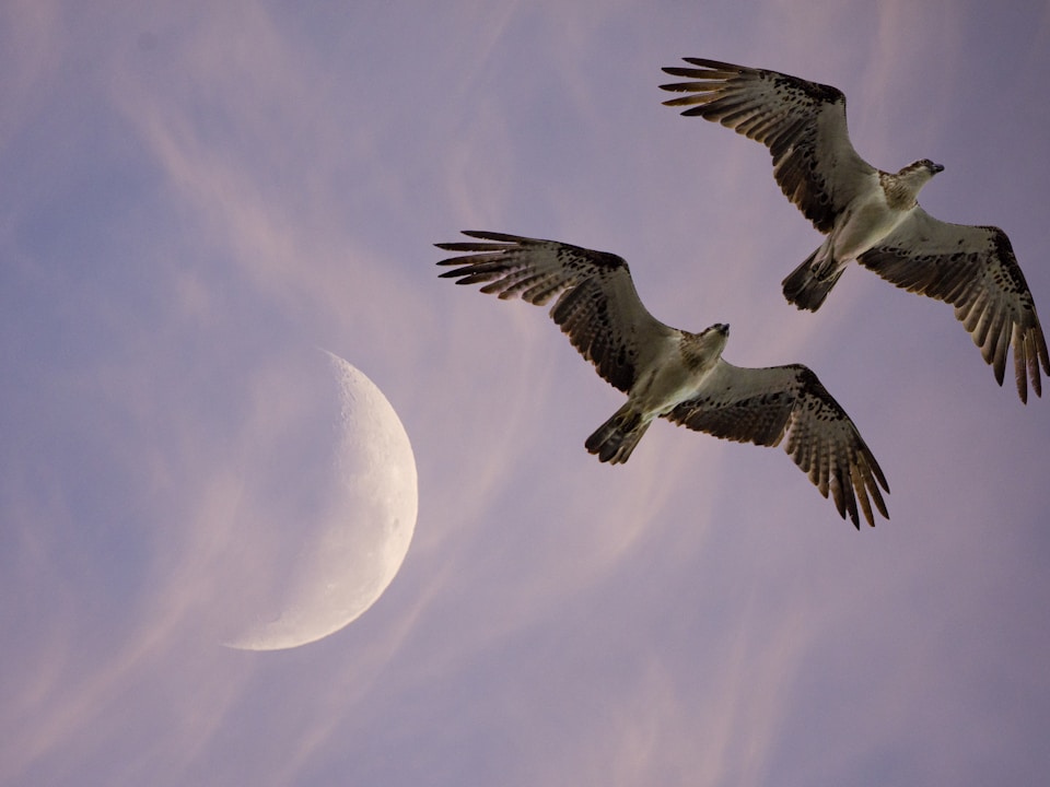 two flying birds under moon