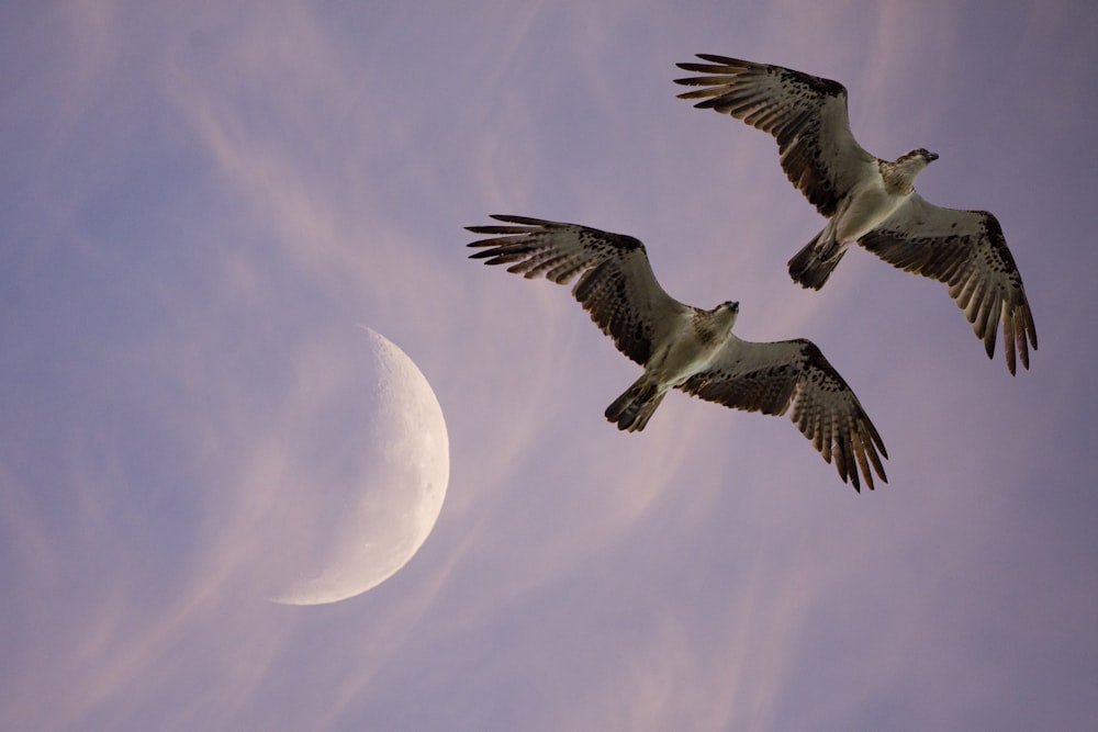 Dos pájaros voladores bajo la luna
