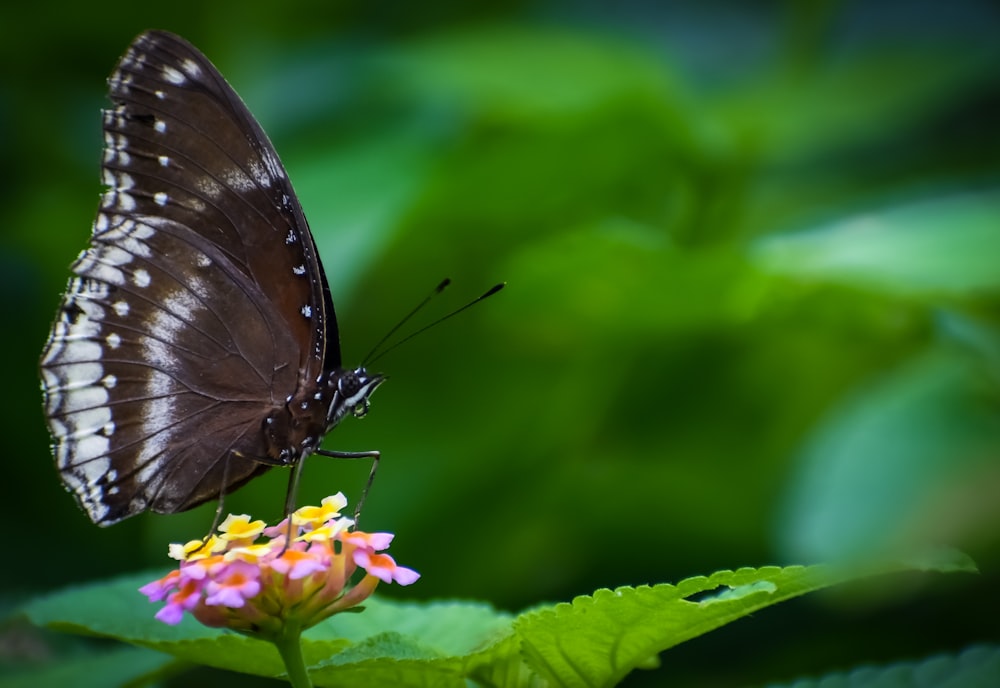 黒い蝶の浅い焦点の写真