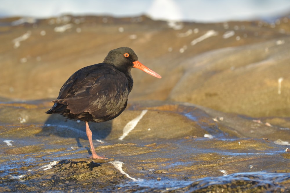 shallow focus photo of black bird