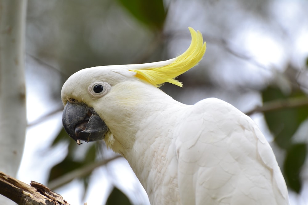 shallow focus photo of white and yellow cockatiel