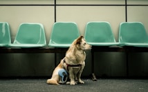 A small light brown dog with a harness sits on a concrete floor in front of a row of empty, mint-green plastic chairs. The dog appears alert and is looking to the side. Next to the dog is a blue retractable leash.
