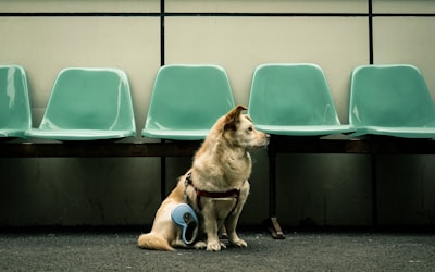 A small light brown dog with a harness sits on a concrete floor in front of a row of empty, mint-green plastic chairs. The dog appears alert and is looking to the side. Next to the dog is a blue retractable leash.