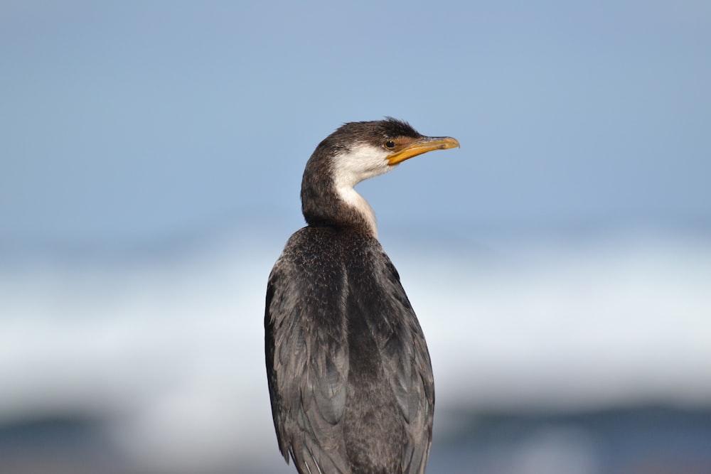 black and white bird