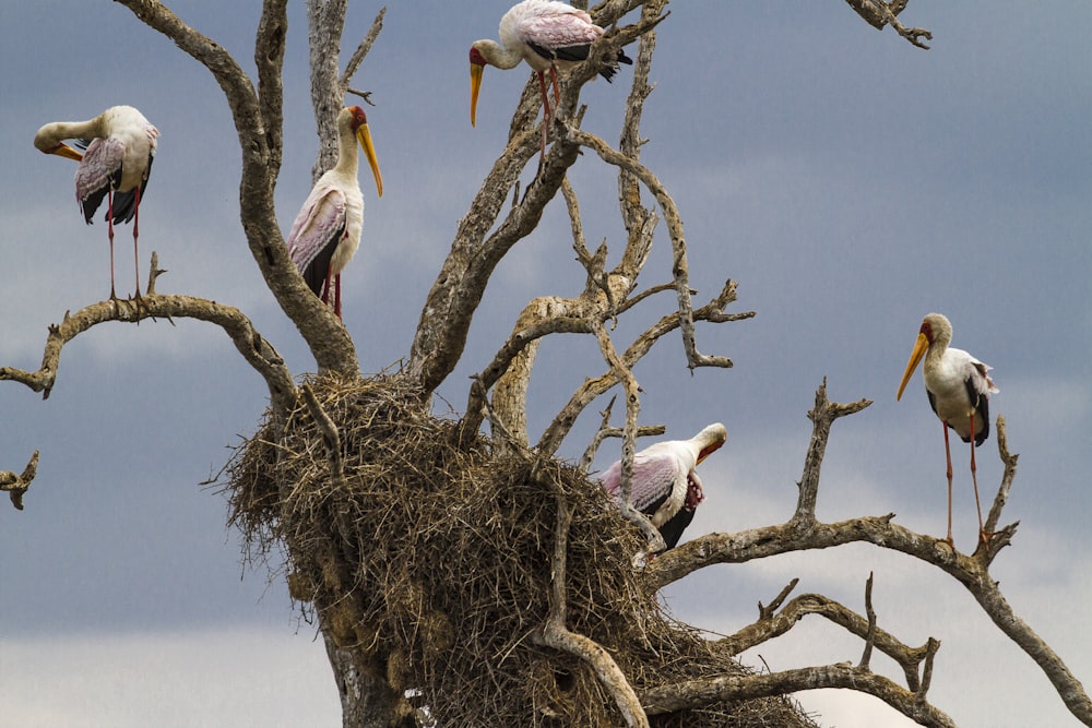 shallow focus photo of white birds on tree branch