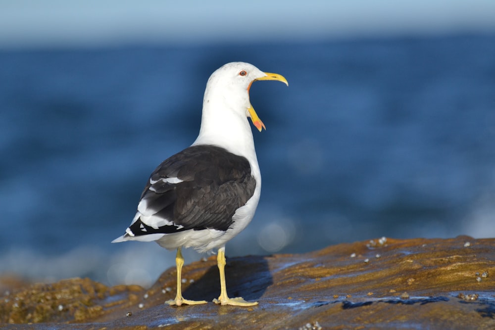 selective focus photgraphy of white bird