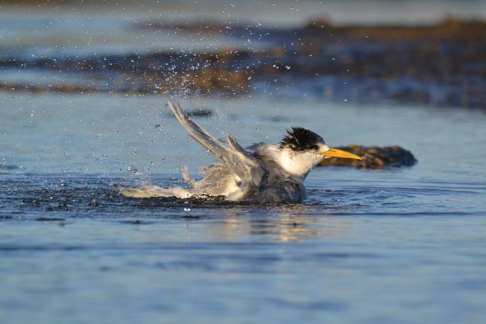 white and gray bird on water