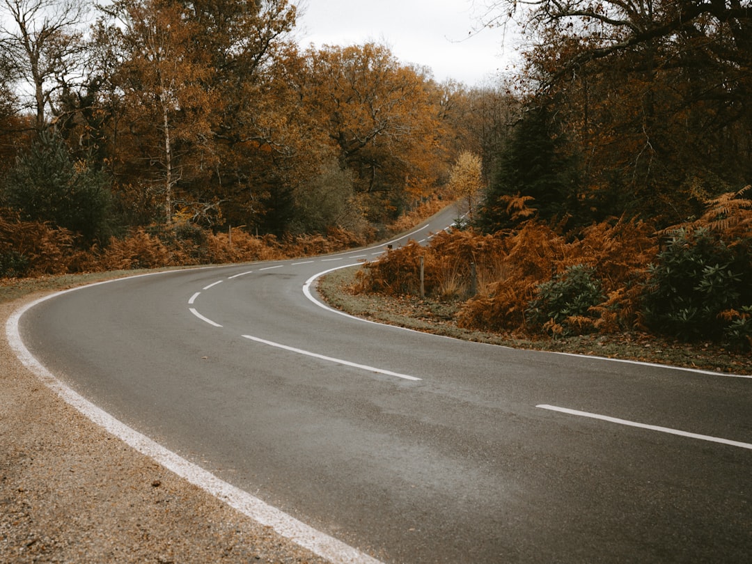 road between trees