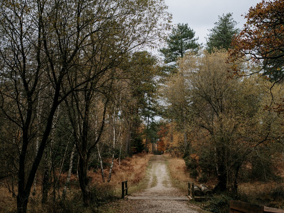 dirt road between trees