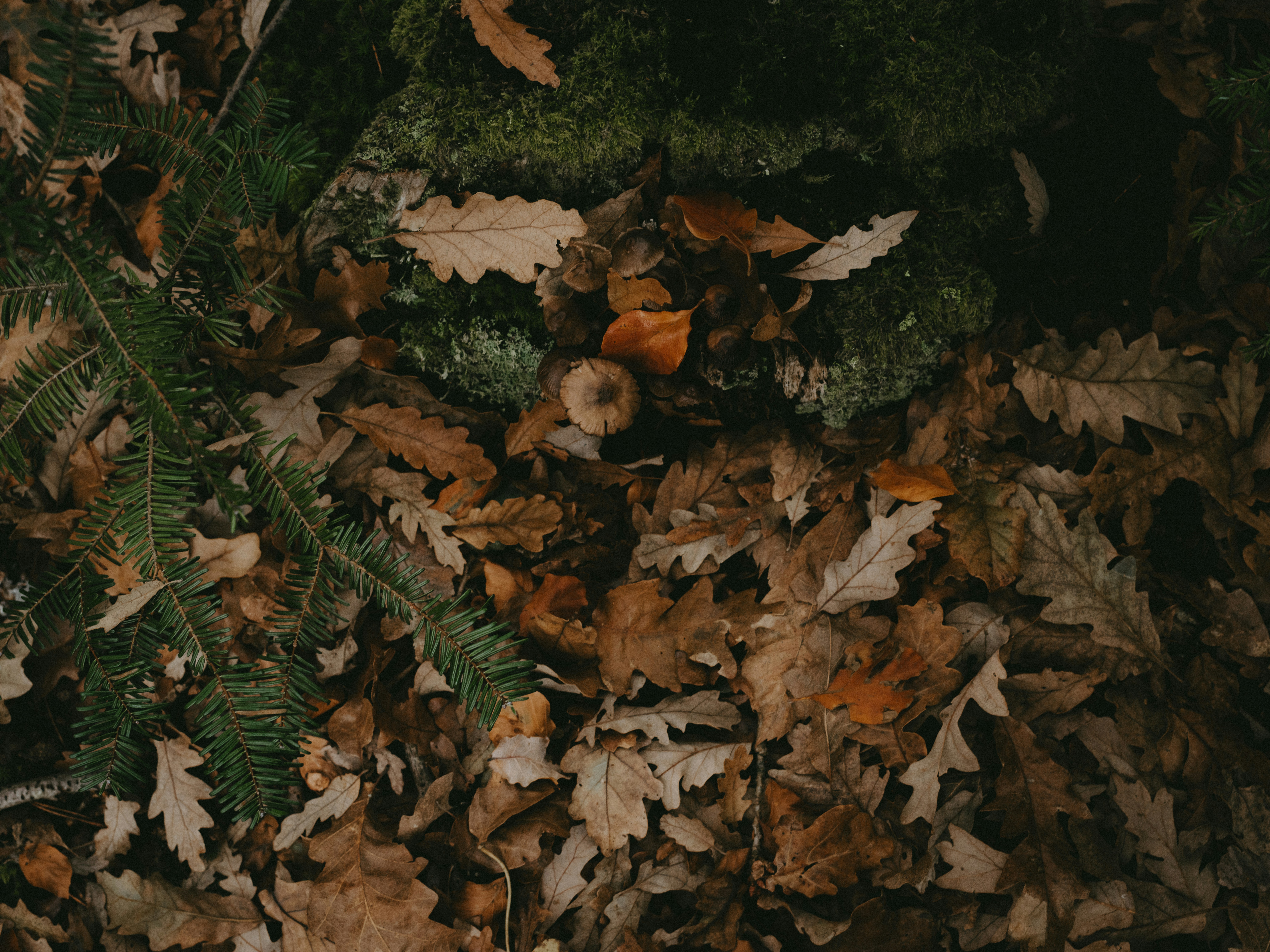 Photo by anniespratt