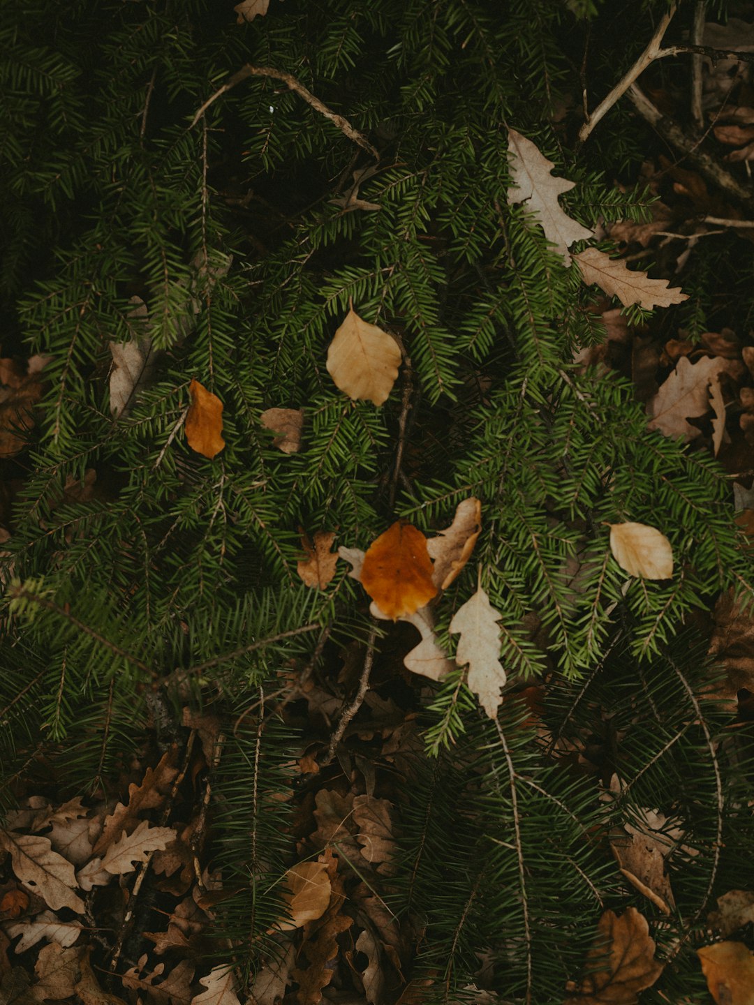 shallow focus photo of green leaves