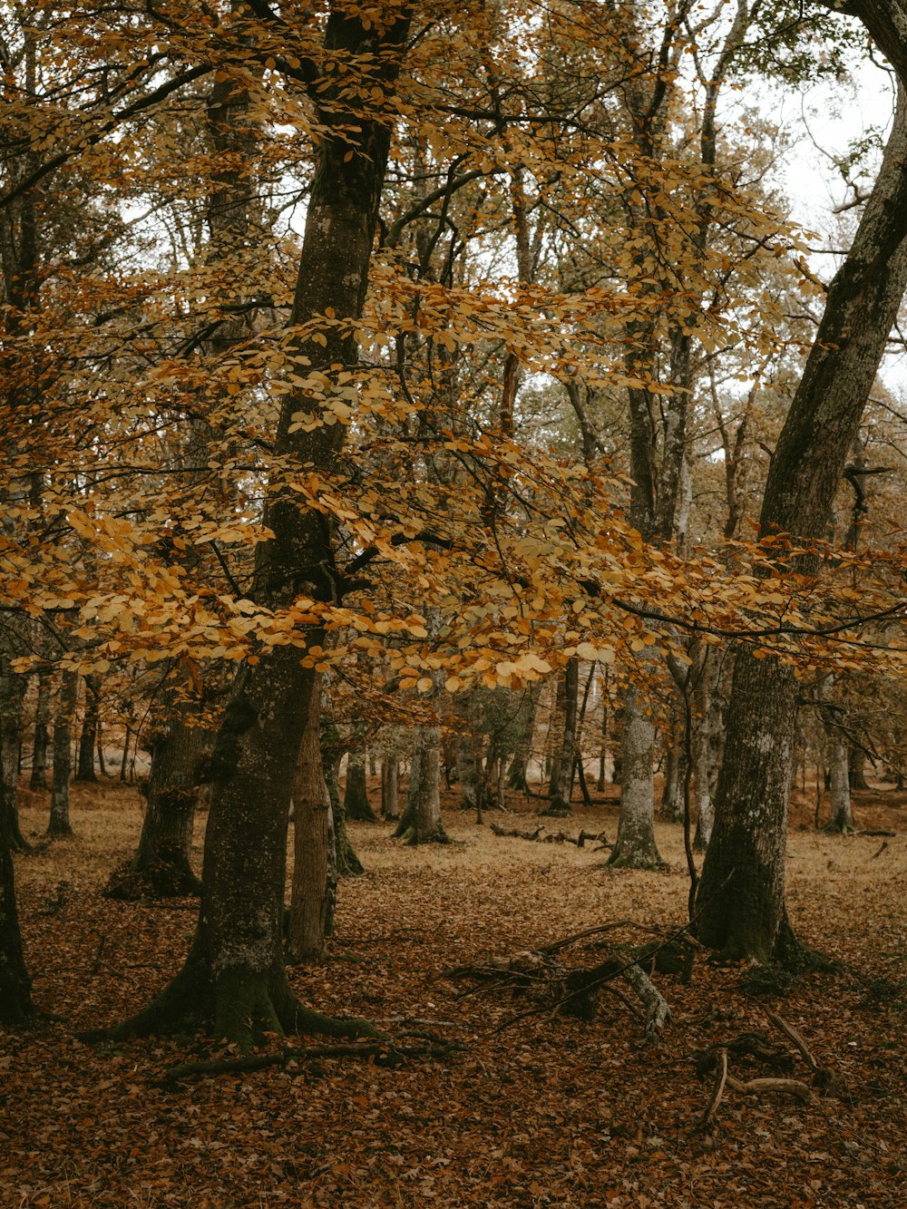 brown trees