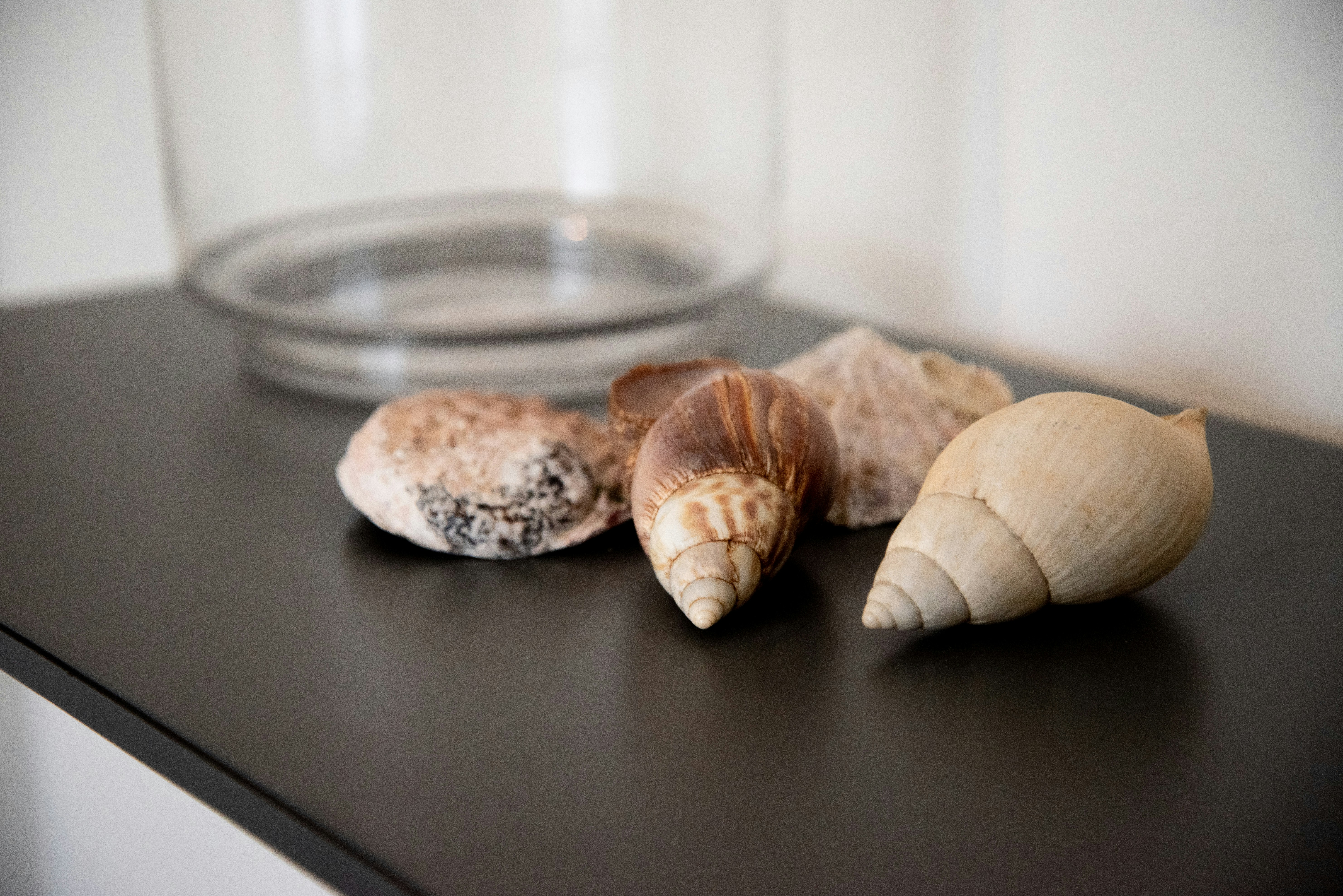 shallow focus photo of seashells on black wooden table