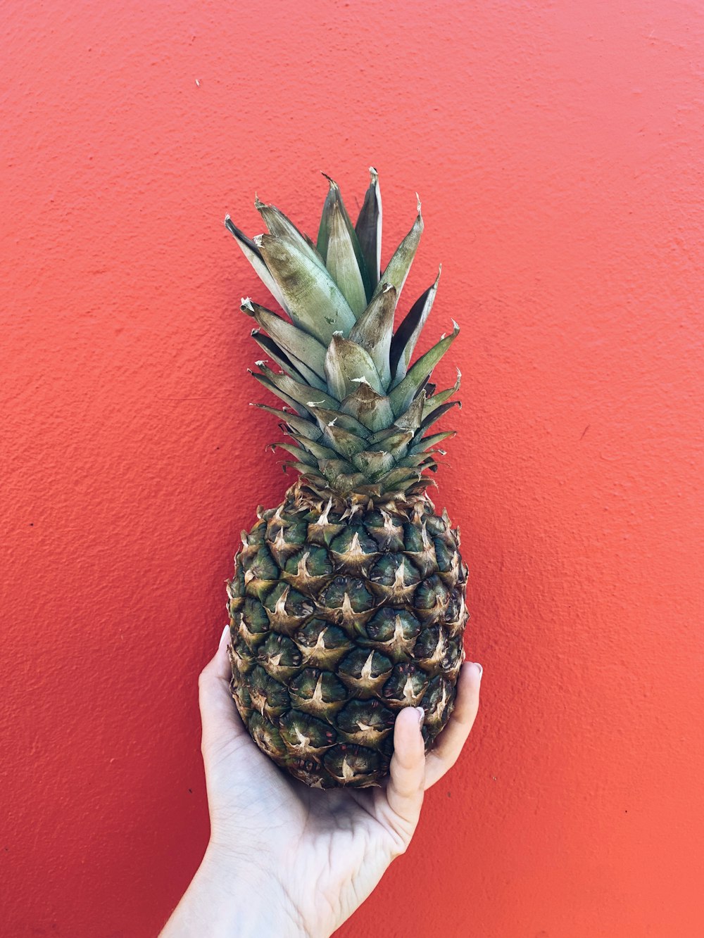 person holding pineapple fruit near red wall