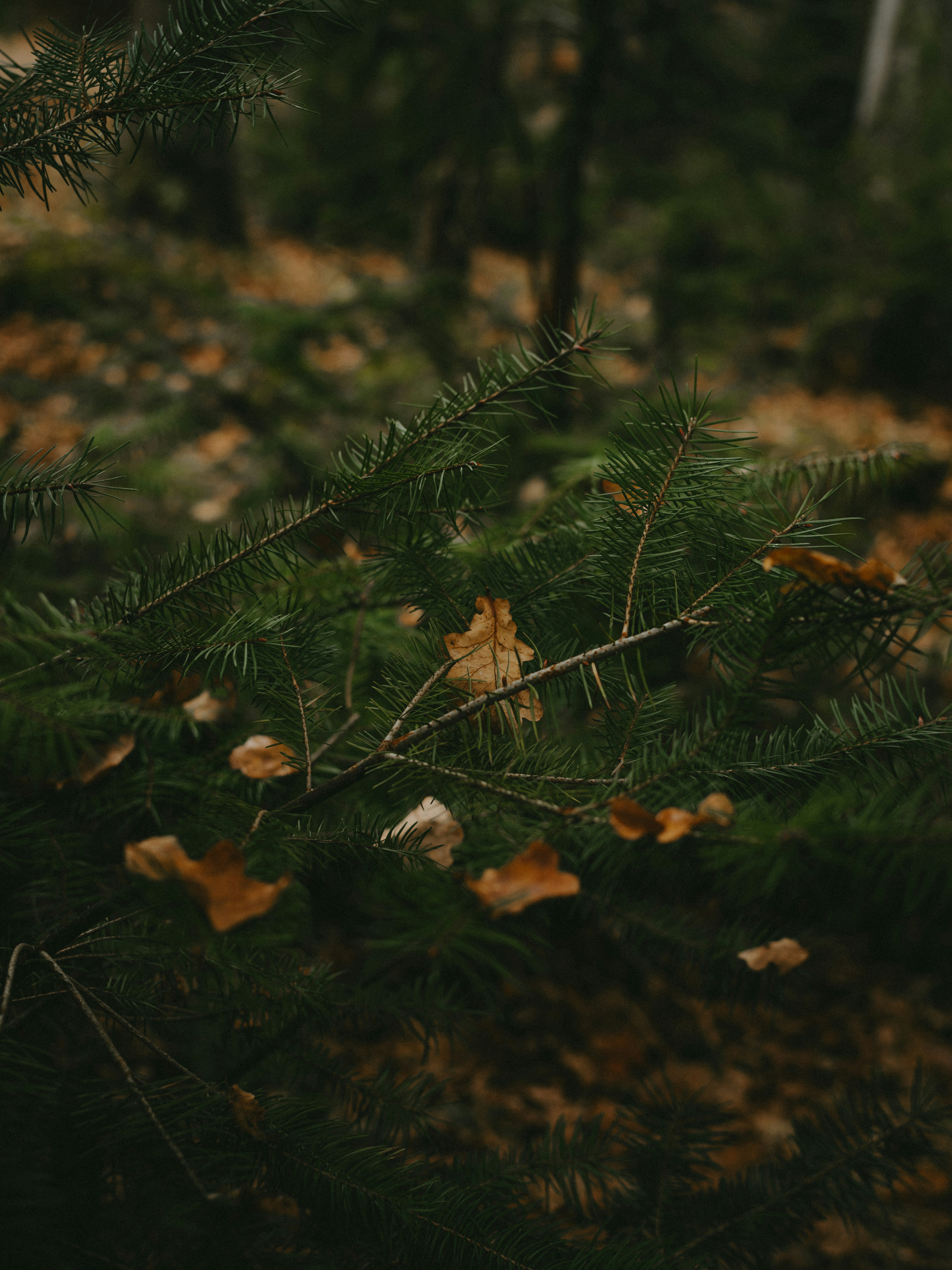 Photo by anniespratt