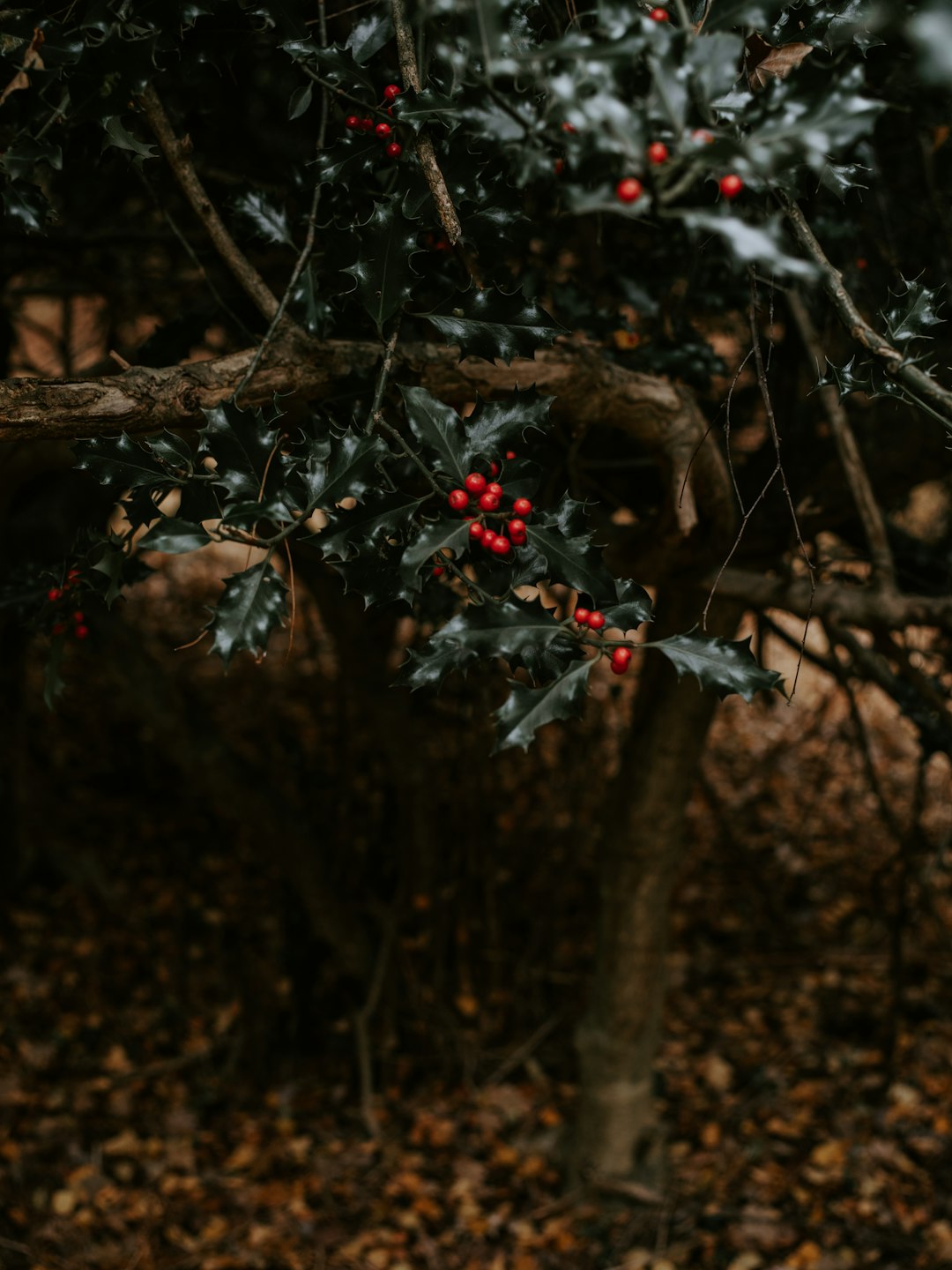 red fruits