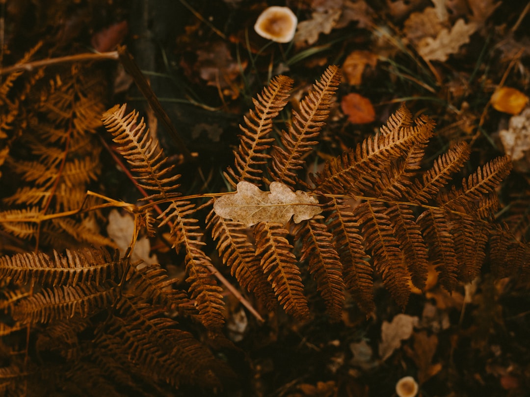 fern plants