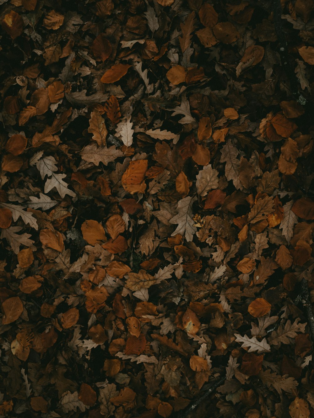 withered leaves