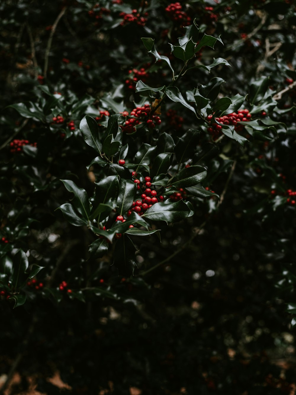 small red fruits