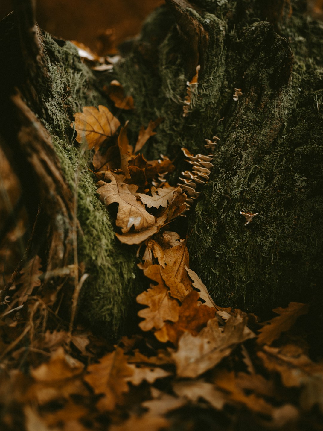 dried brown leaves