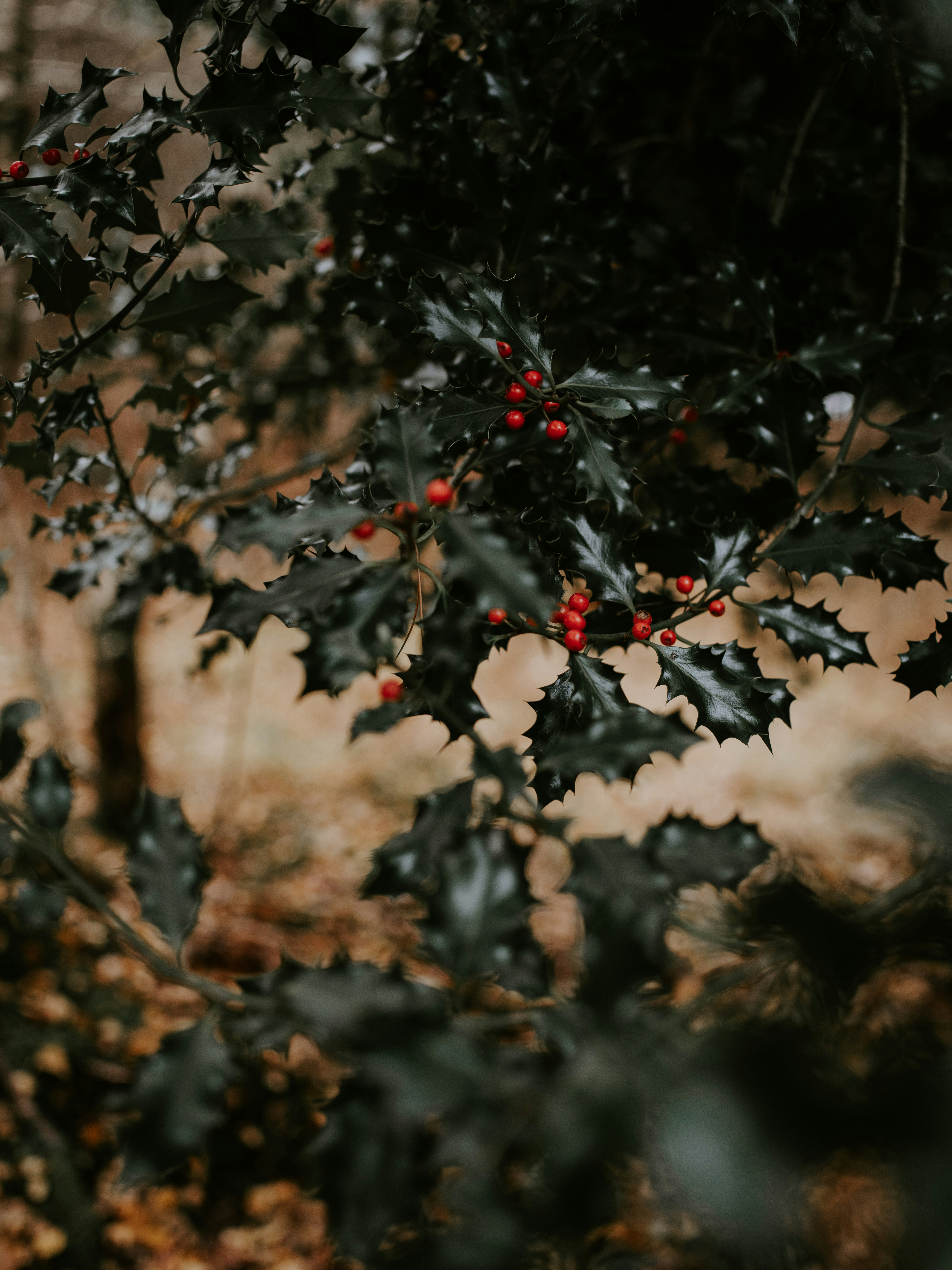 Photo by anniespratt