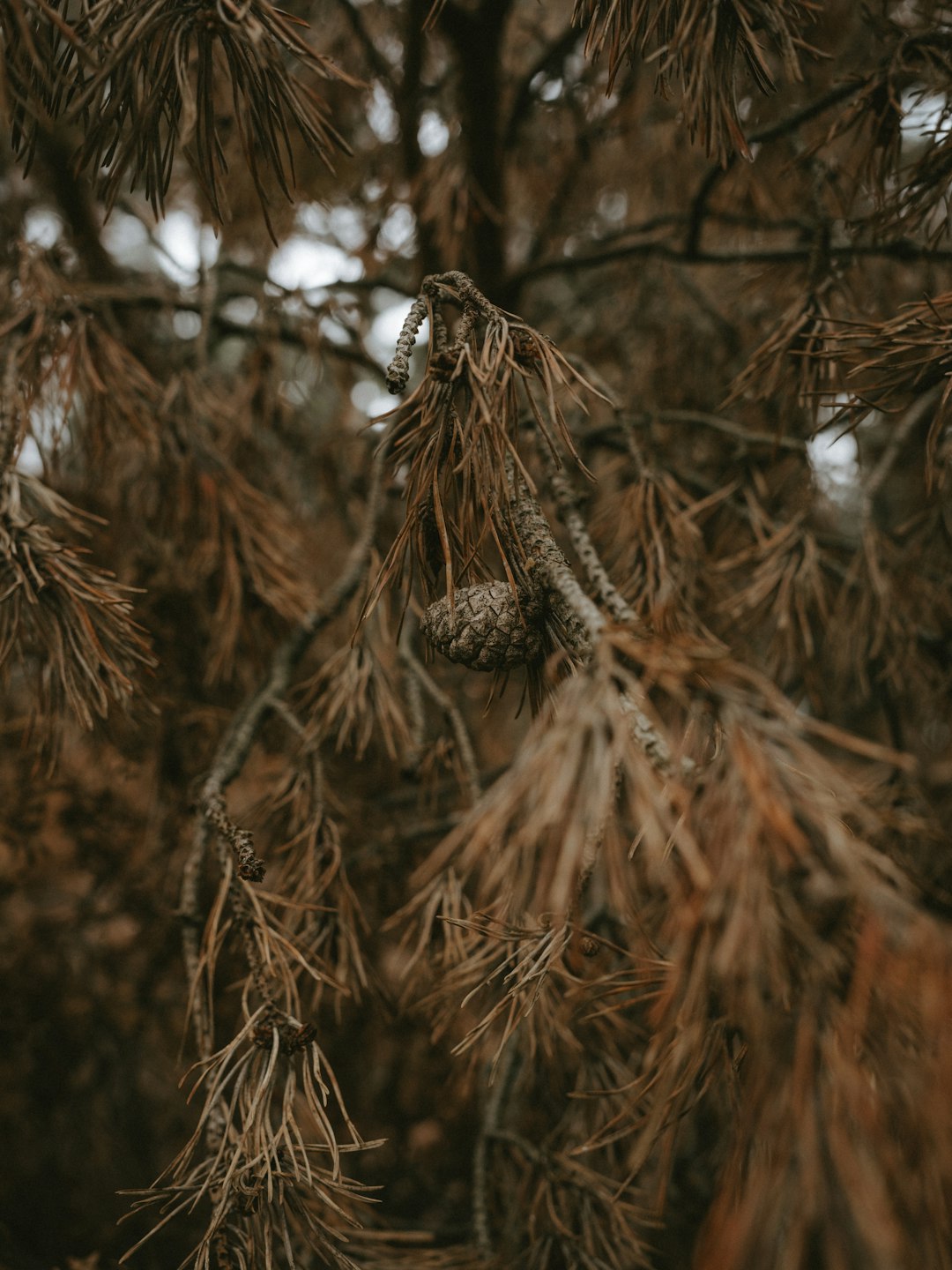 brown pine tree