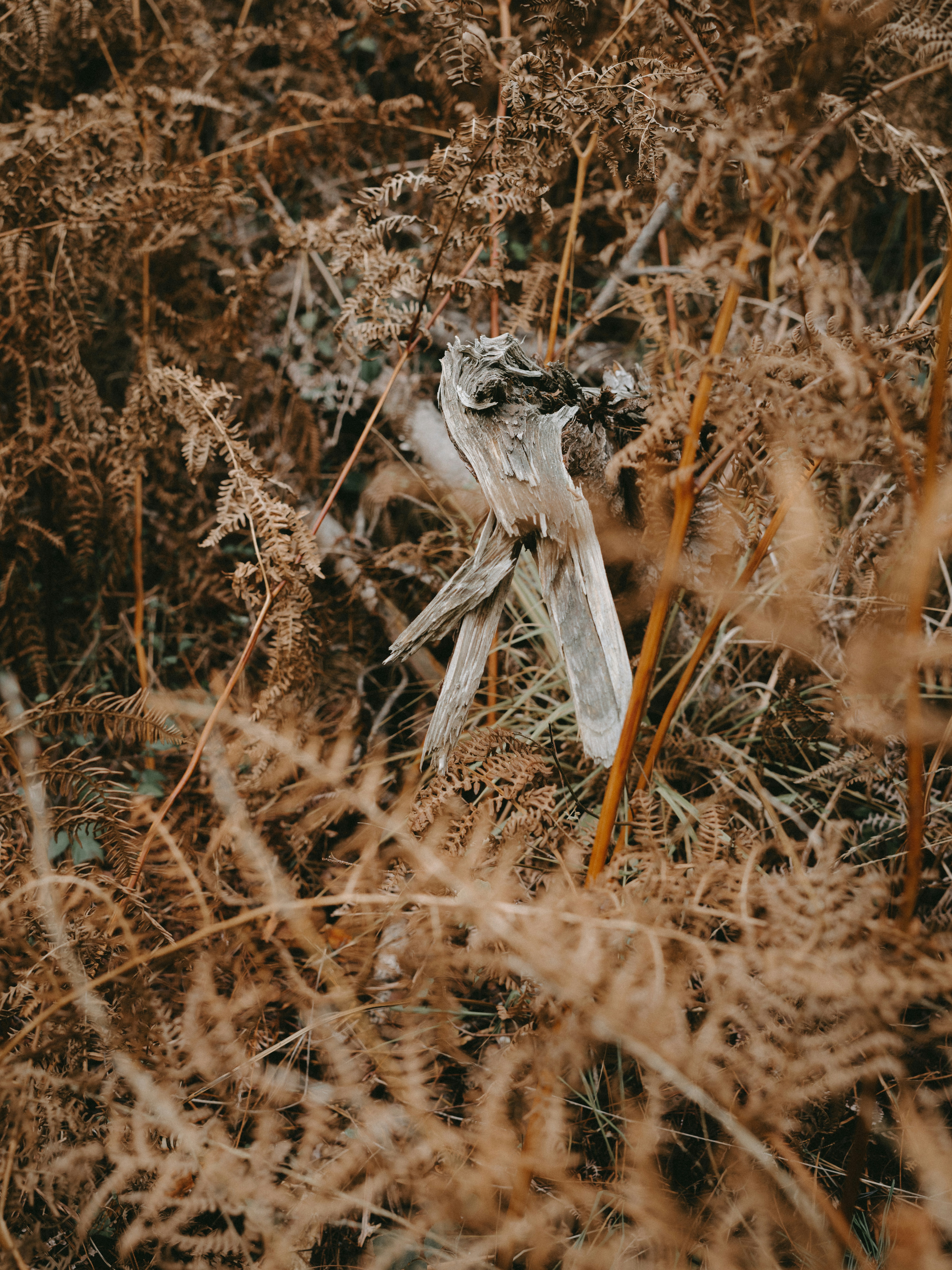 Photo by anniespratt