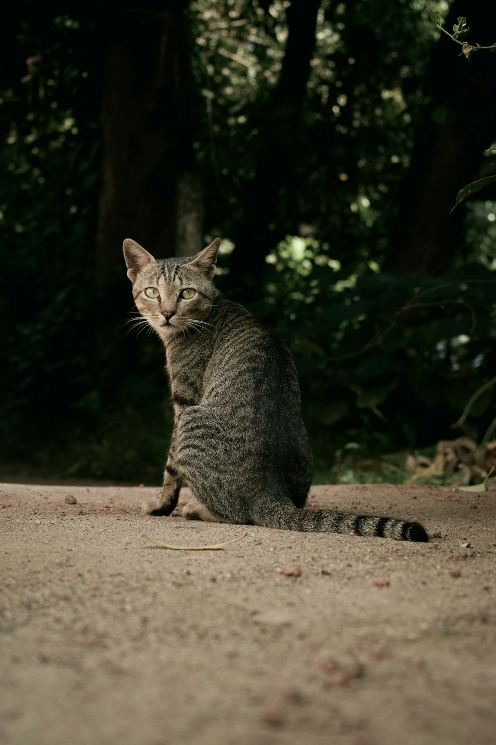 sitting brown tabby cat