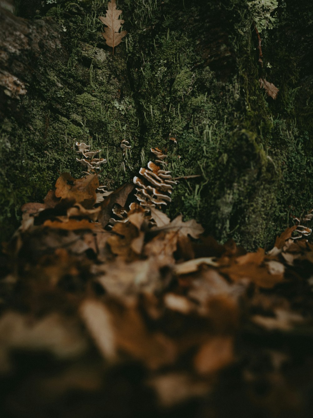 a forest filled with lots of leaf covered ground