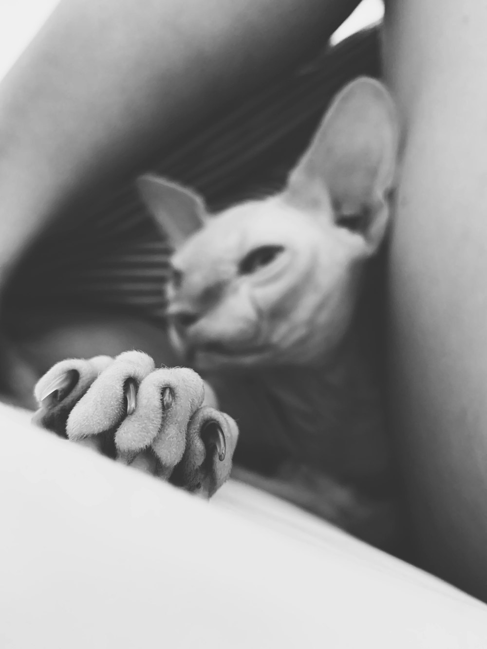 grayscale photo of cat on persons lap