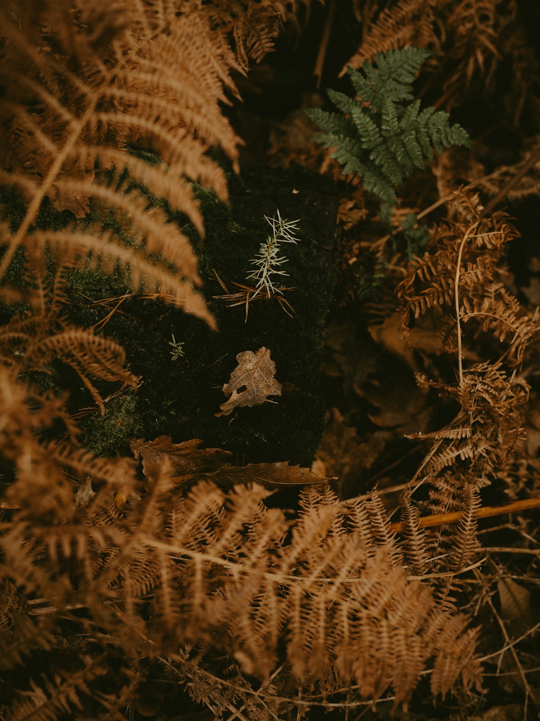 green-leafed plant