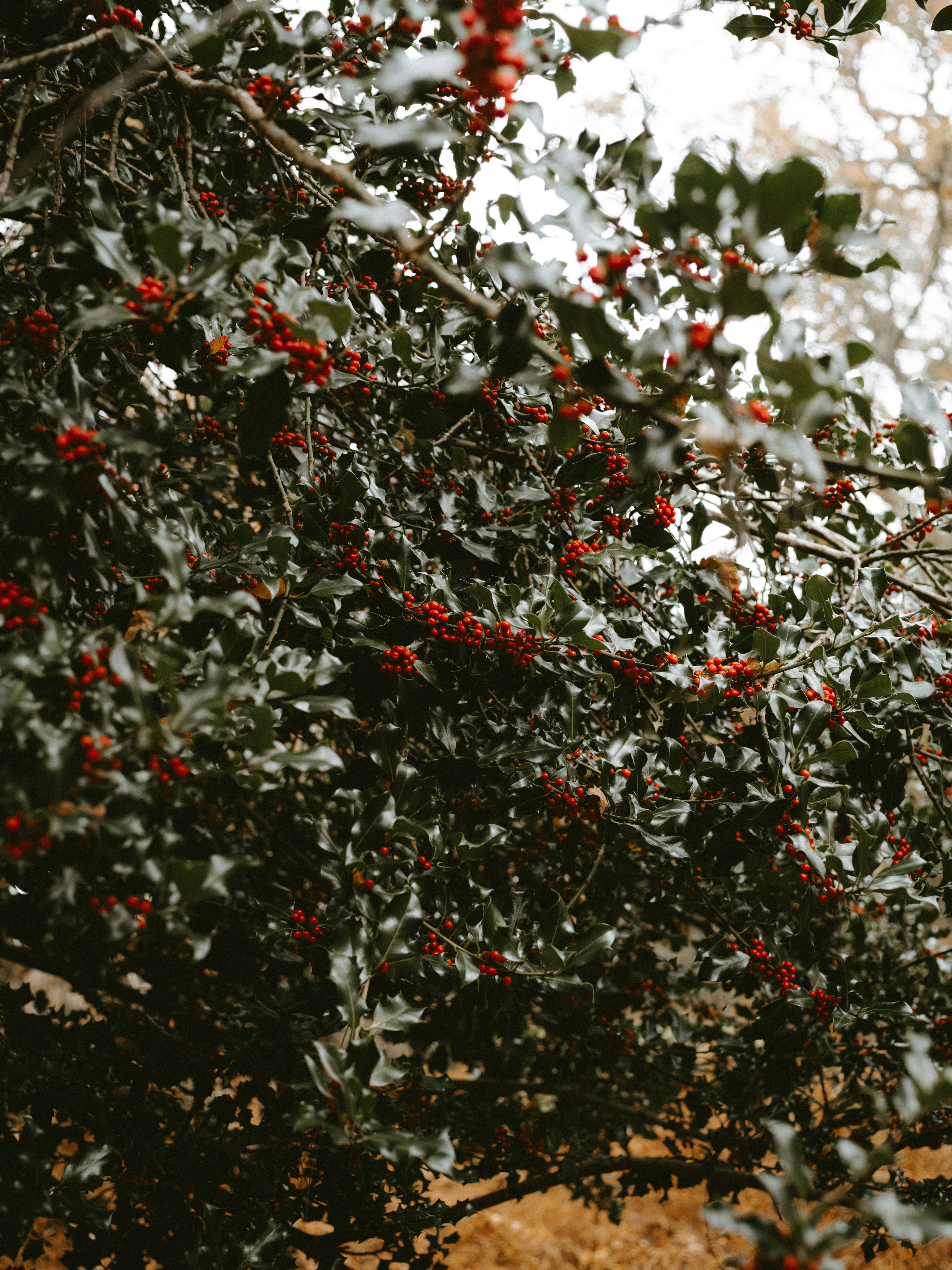 Photo by anniespratt