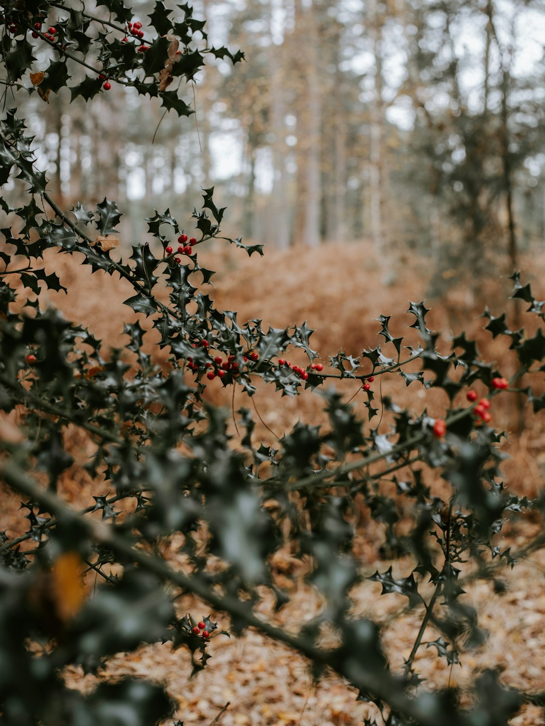 red mistletoes