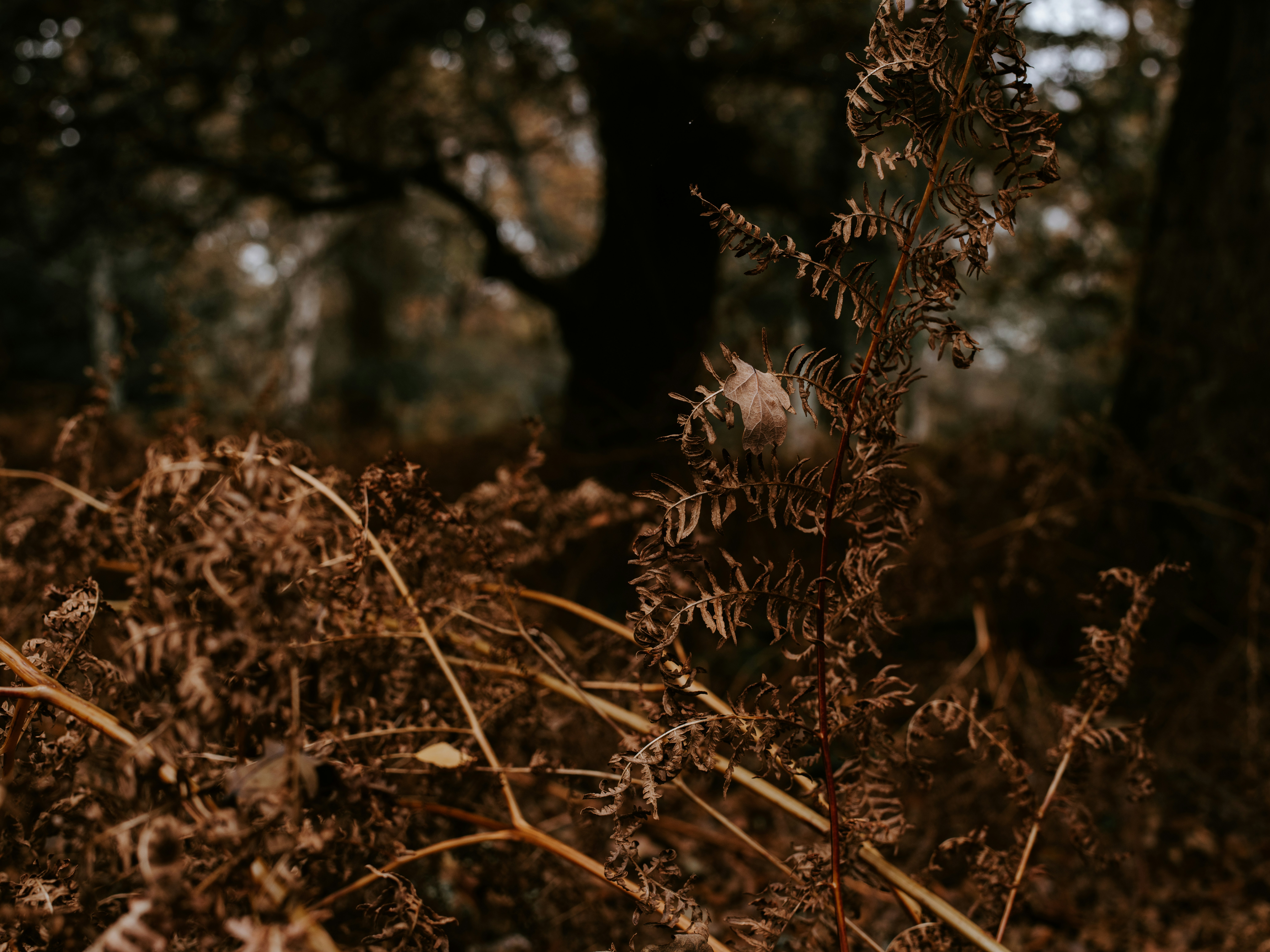 Photo by anniespratt