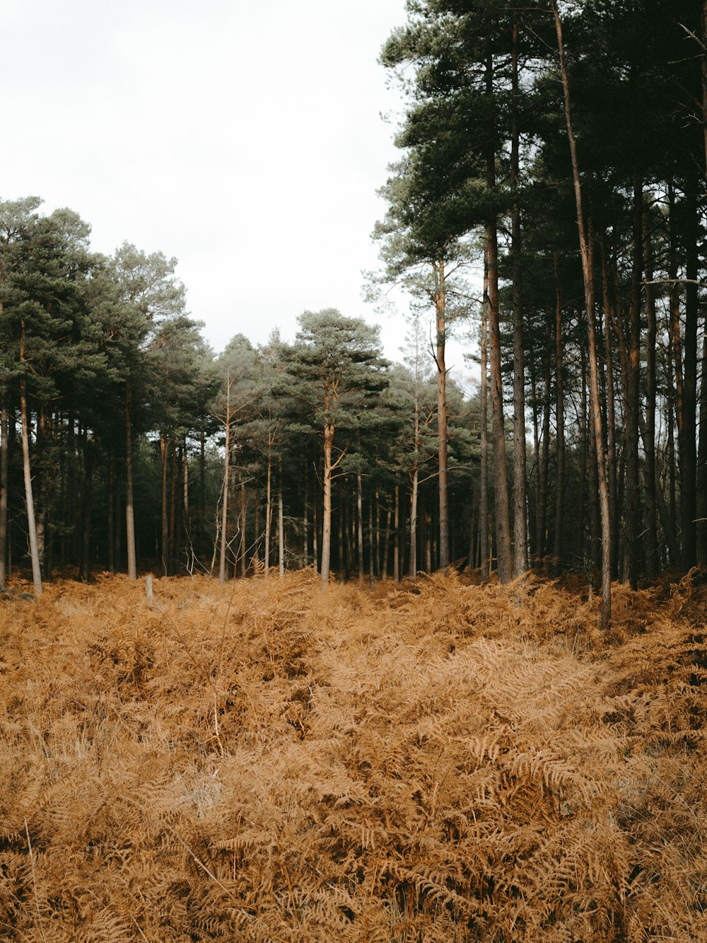 view photography of brown grass and tall trees
