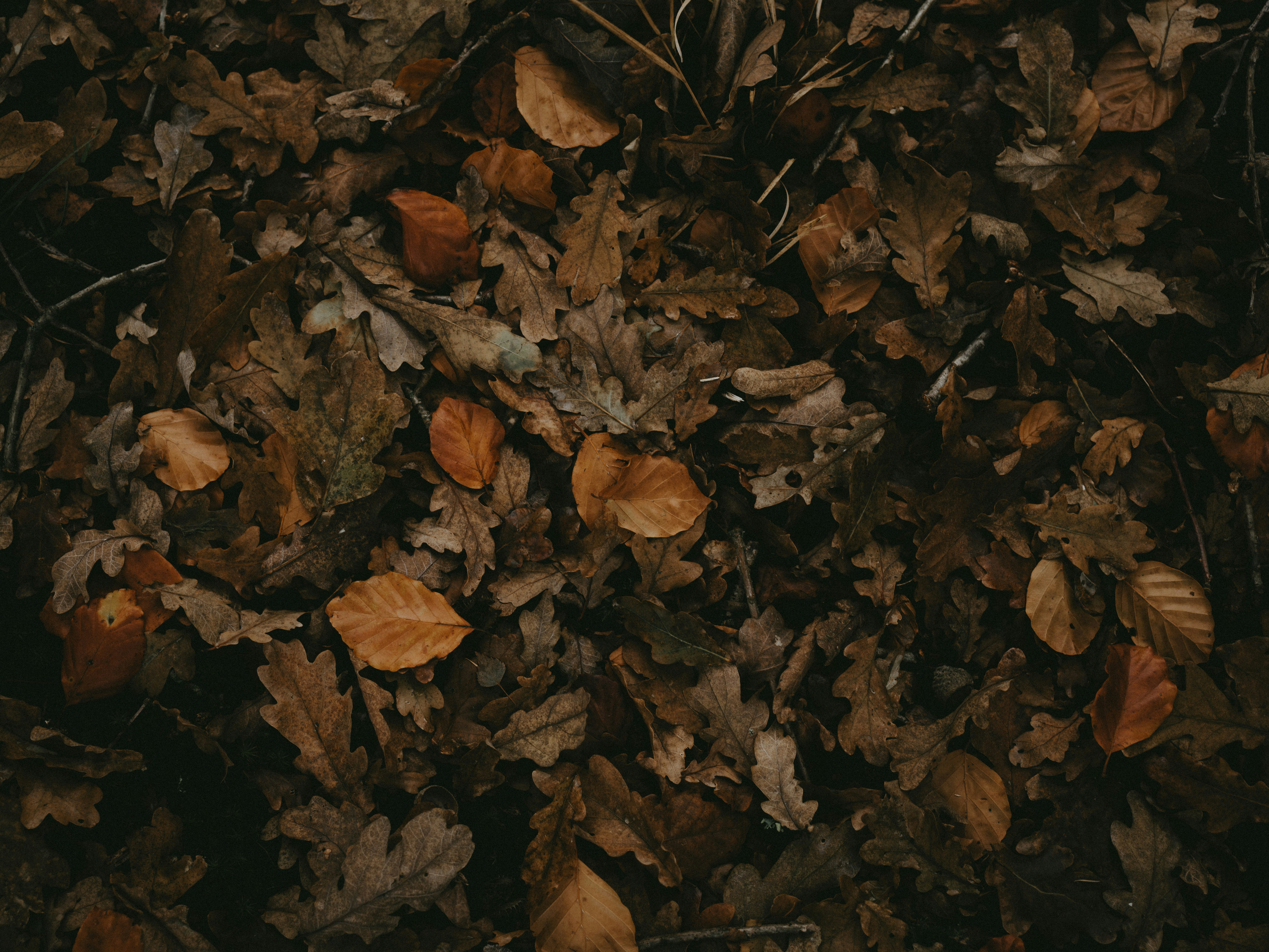 Photo by anniespratt