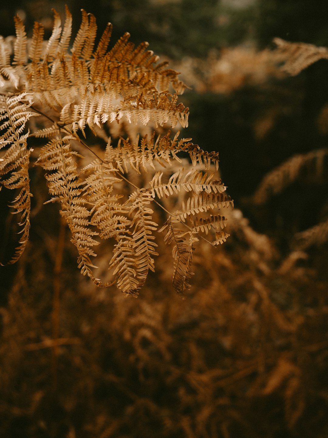 dried brown ferns