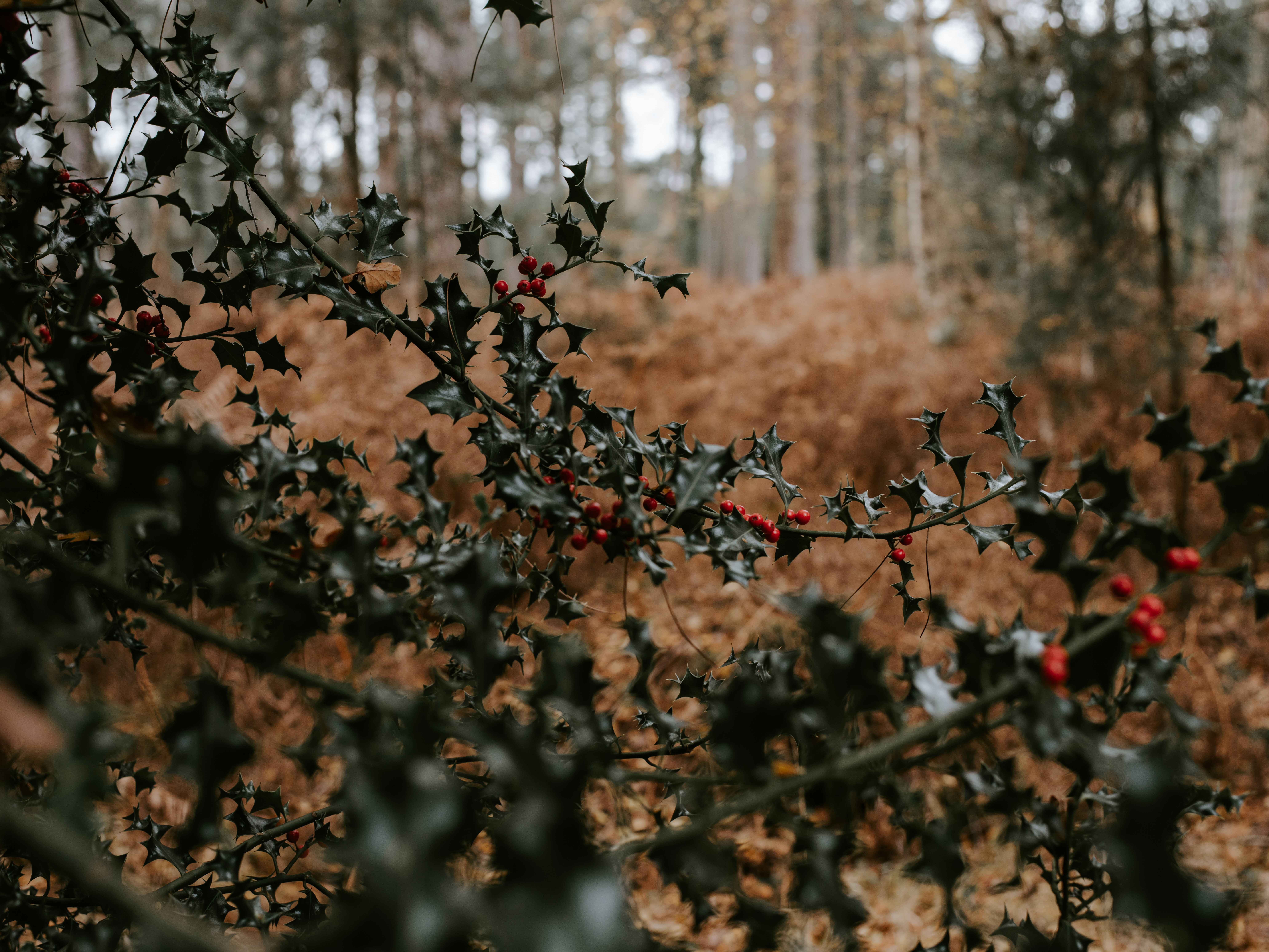 Photo by anniespratt