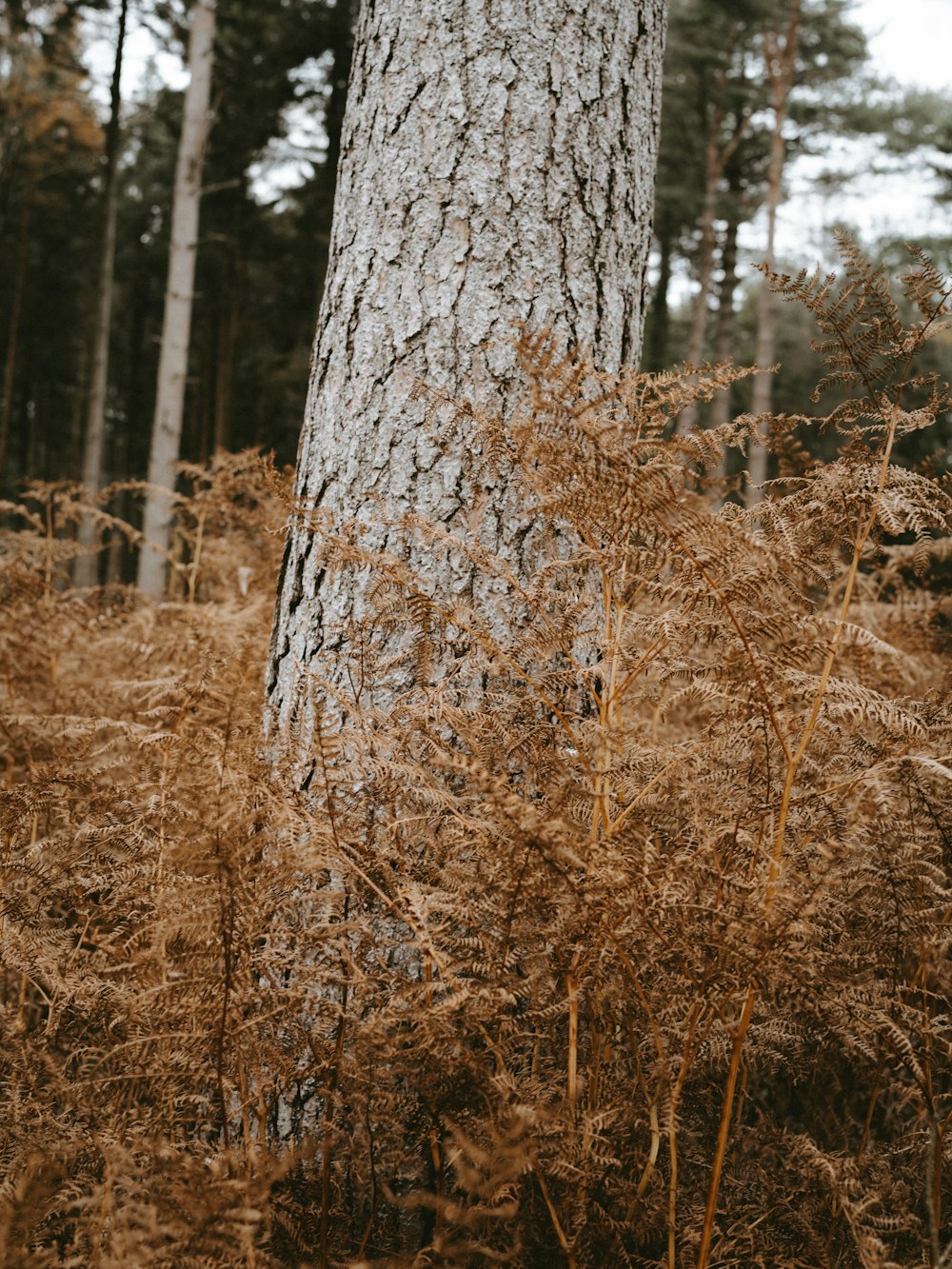 tree surrounded with plants