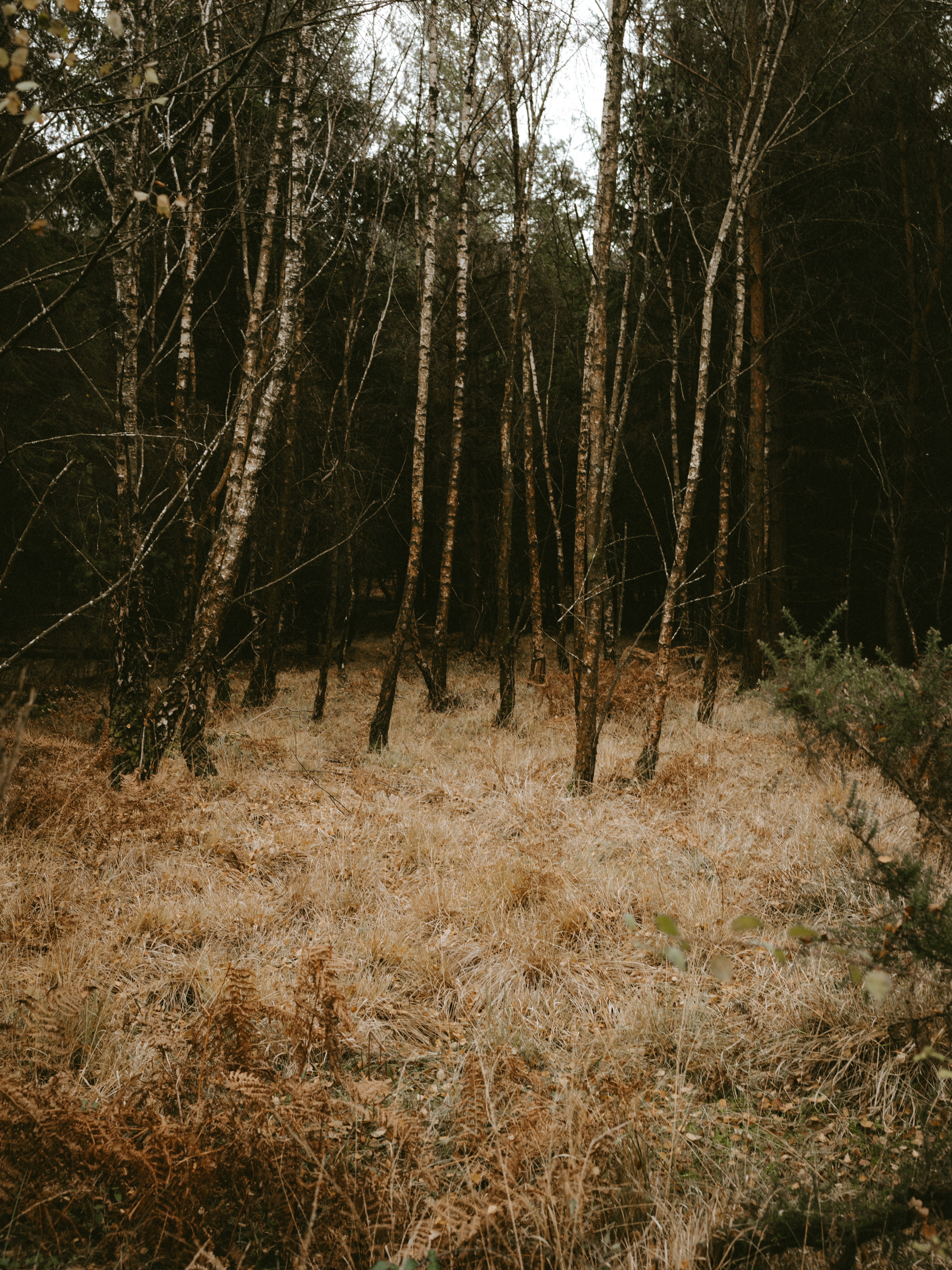 白樺の木の写真 Unsplashの無料写真