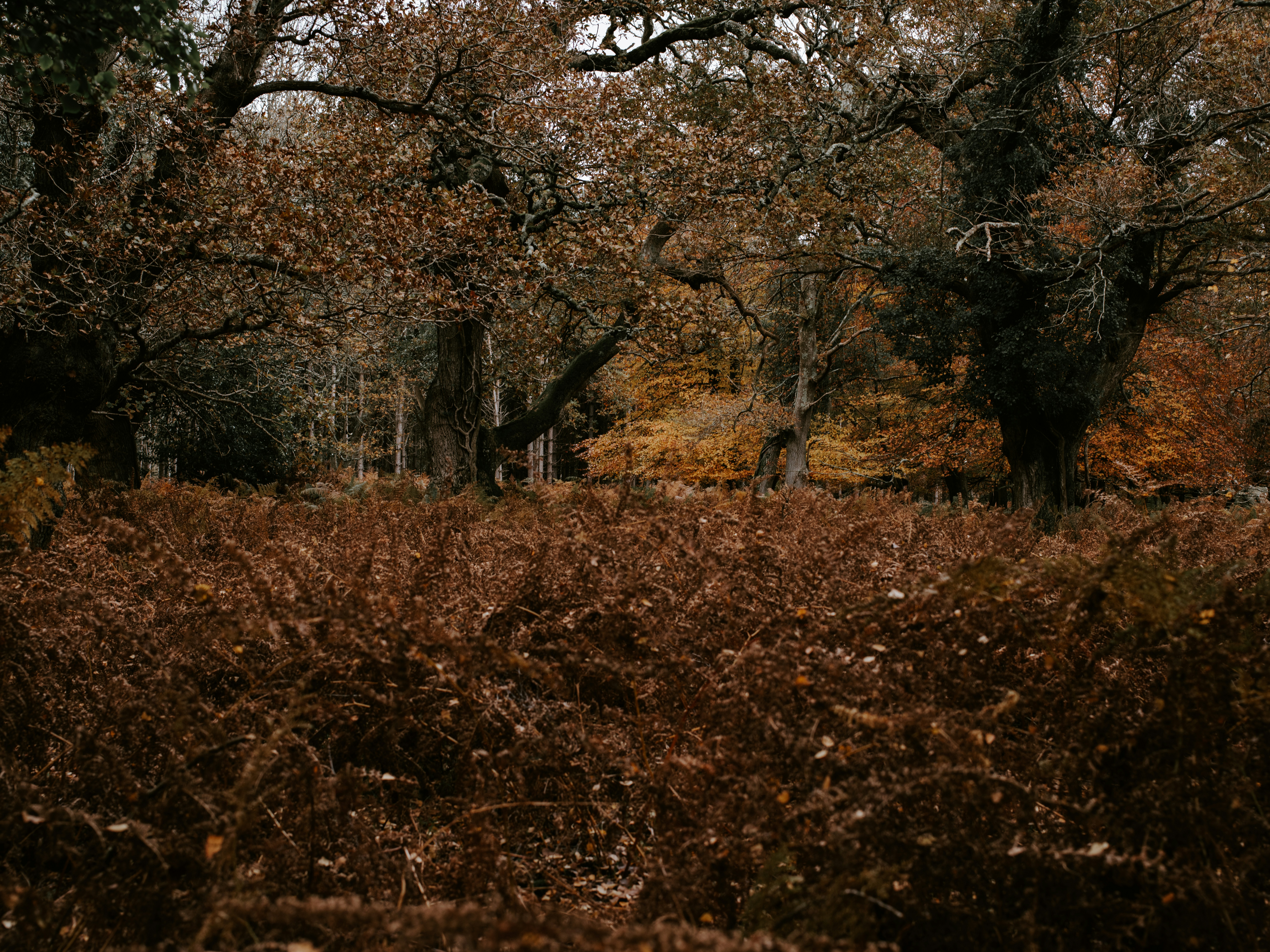 Photo by anniespratt