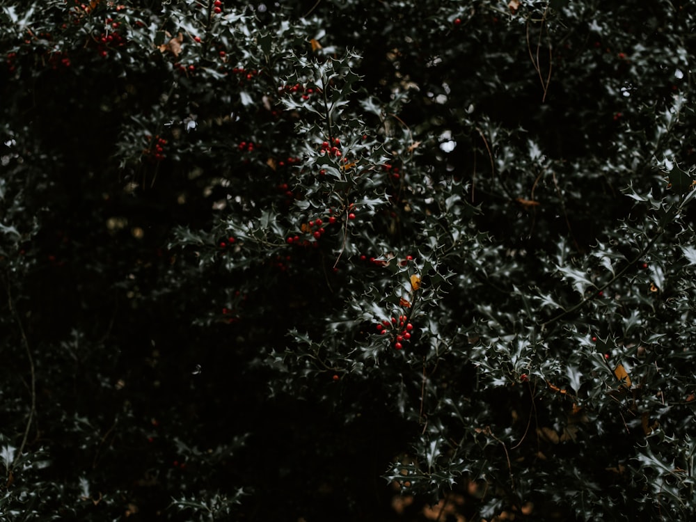 a close up of a tree with berries on it