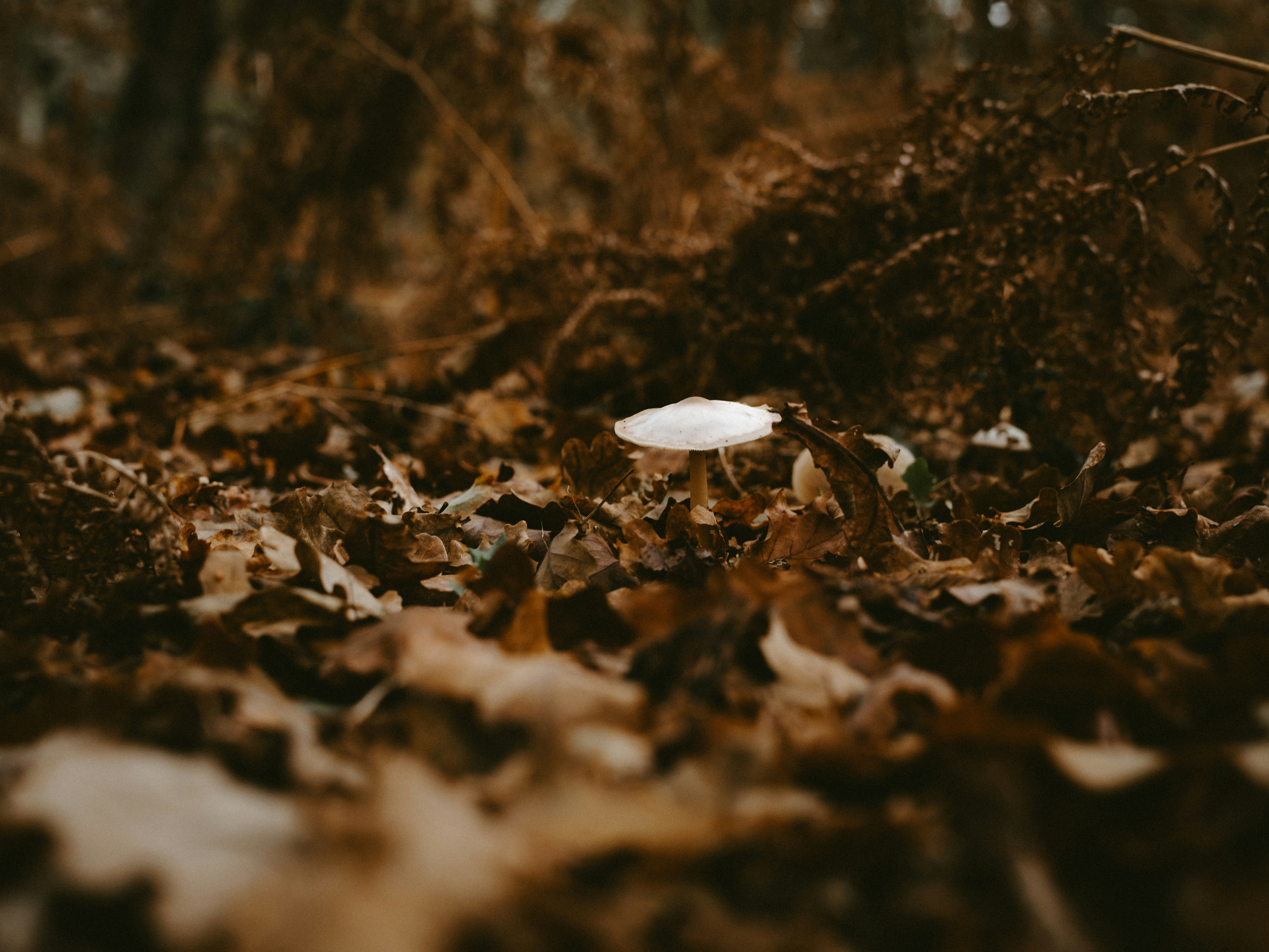 Photo by anniespratt