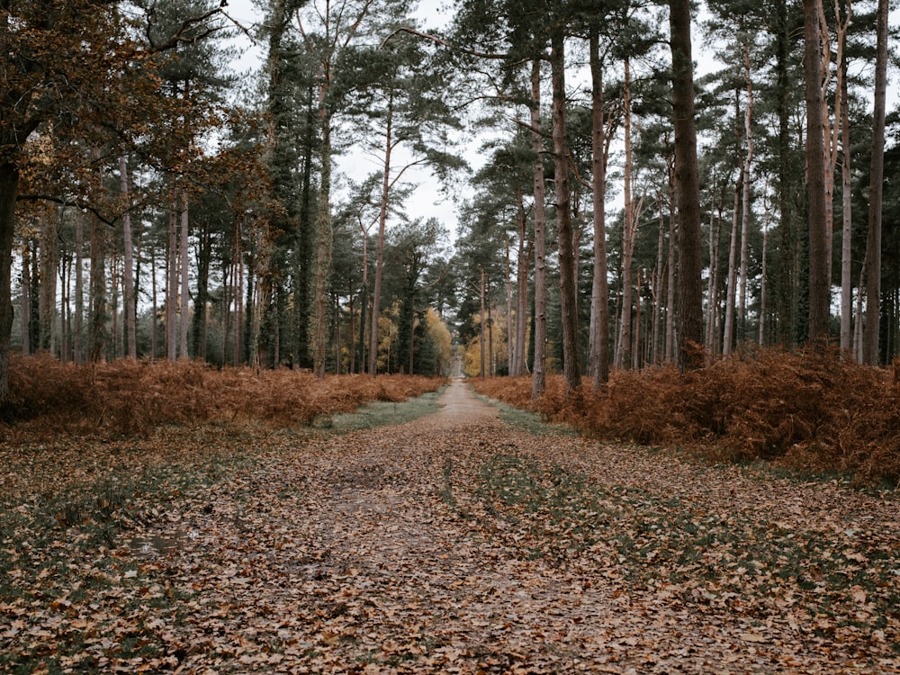 trees during day