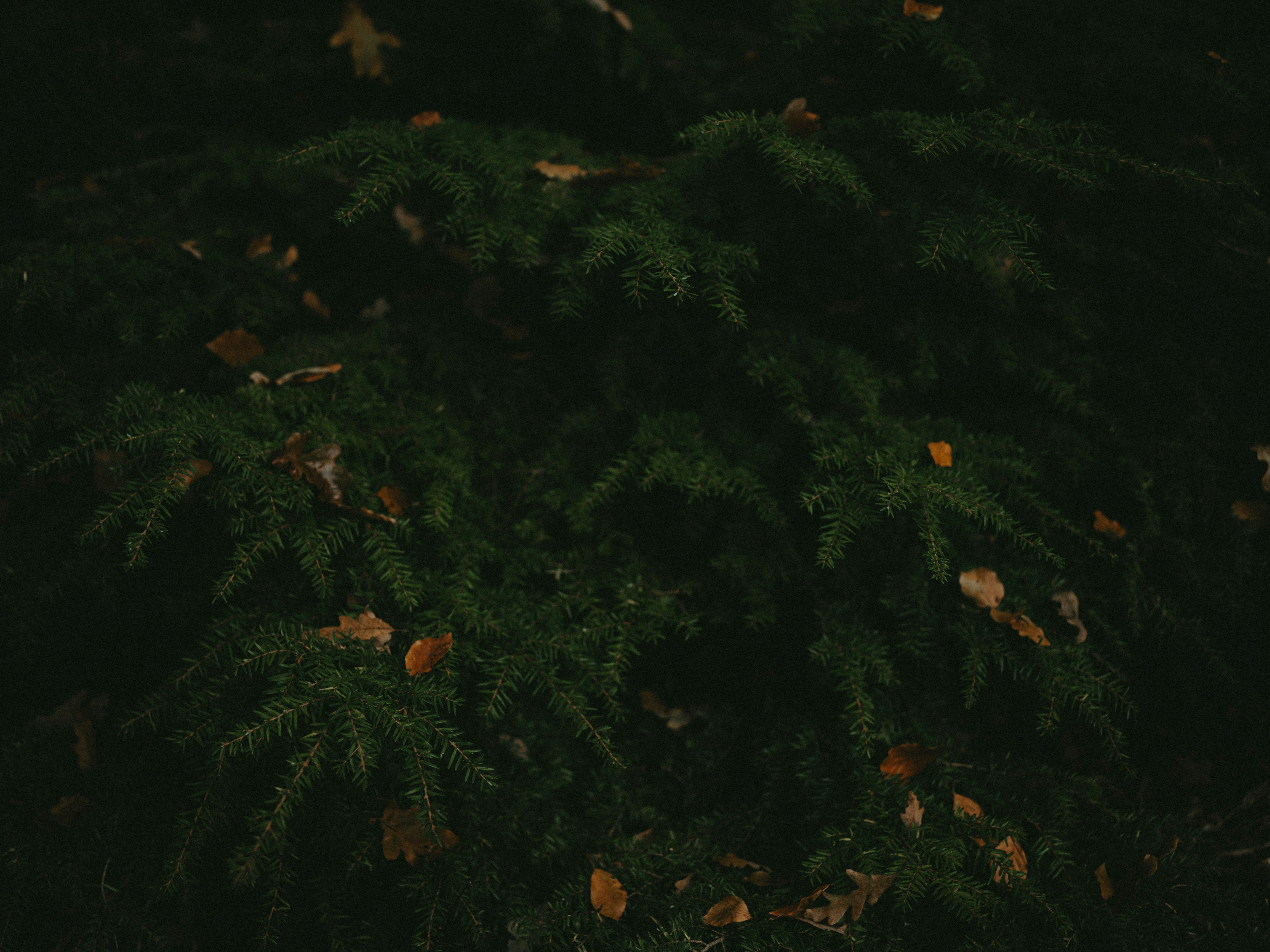 Photo by anniespratt