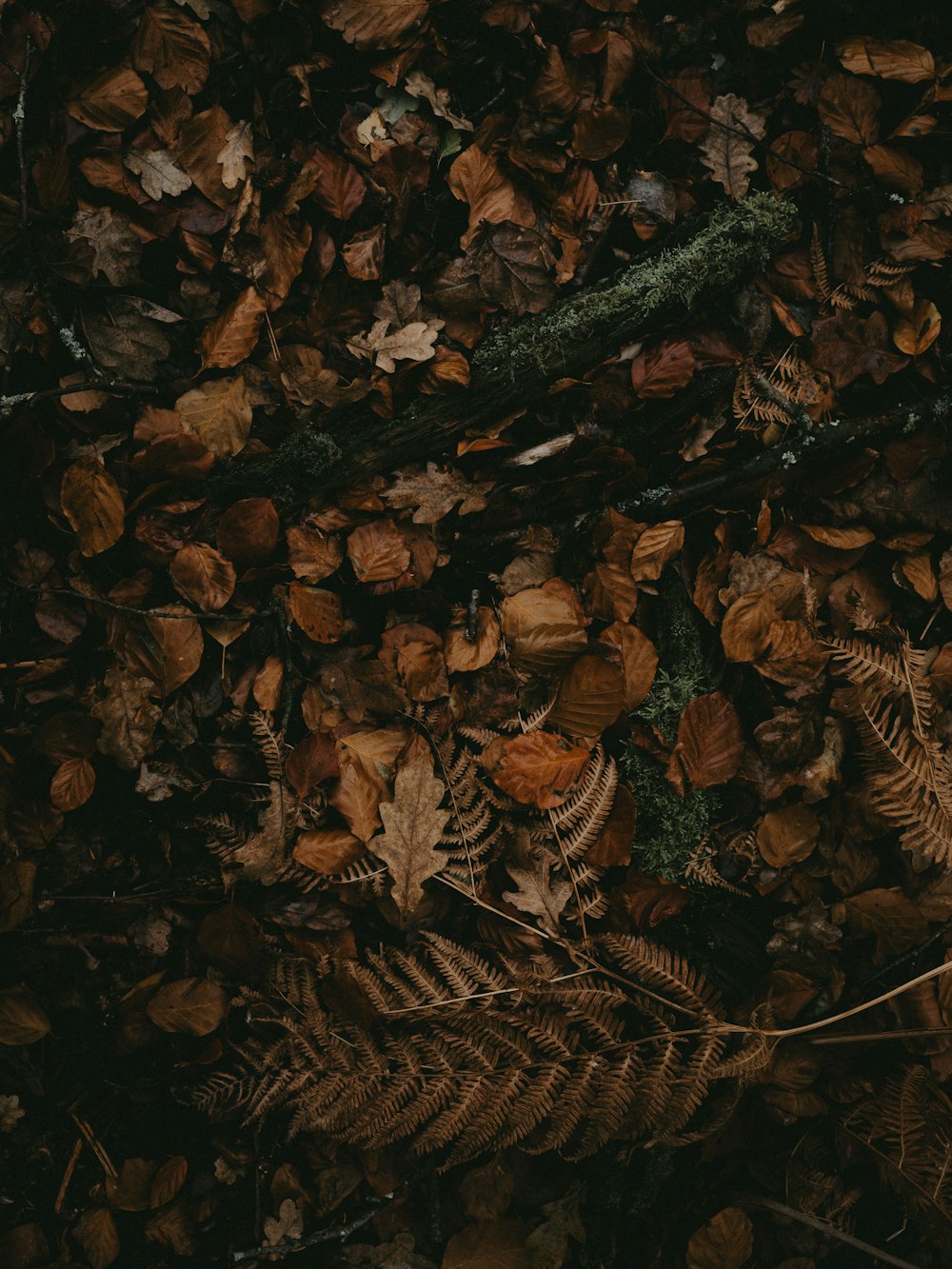 withered leaves